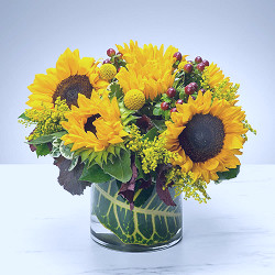 Sunny Sunflowers. in Houston, TX | Valentine Florist